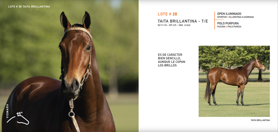 Lote TAITA BRILLANTINA - T/E (OPEN ILUMINADO - POLO PURPURA)