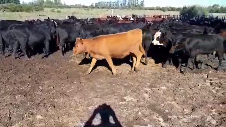 Lote 82 Terneros/as en Entre Ríos, Colón