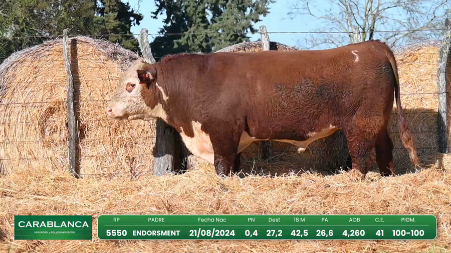 Lote Hereford Morixe