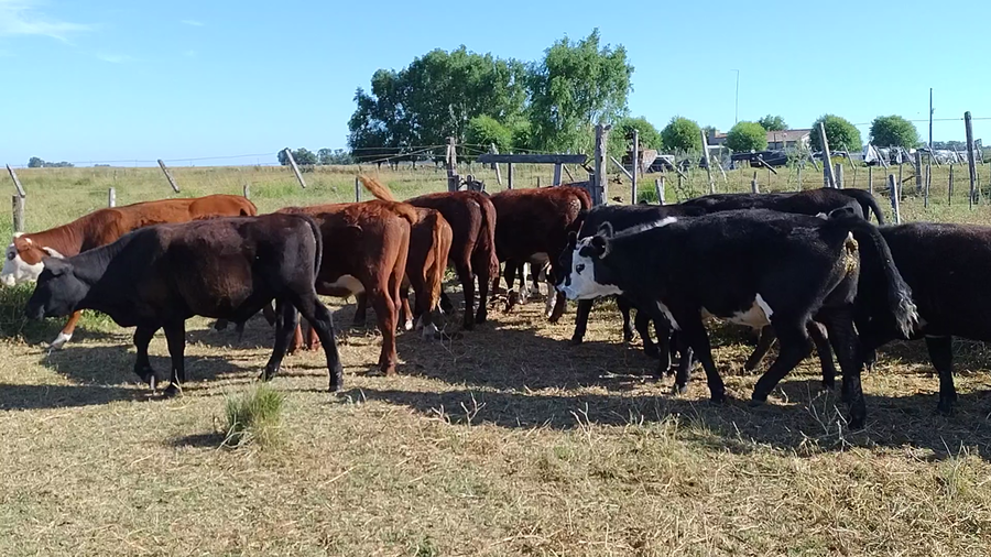 Lote 16 Novillitos y vaquillonas