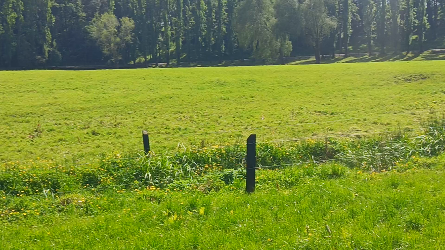 Lote 54 Novillo Engorda en Los Lagos, XIV Región Los Ríos