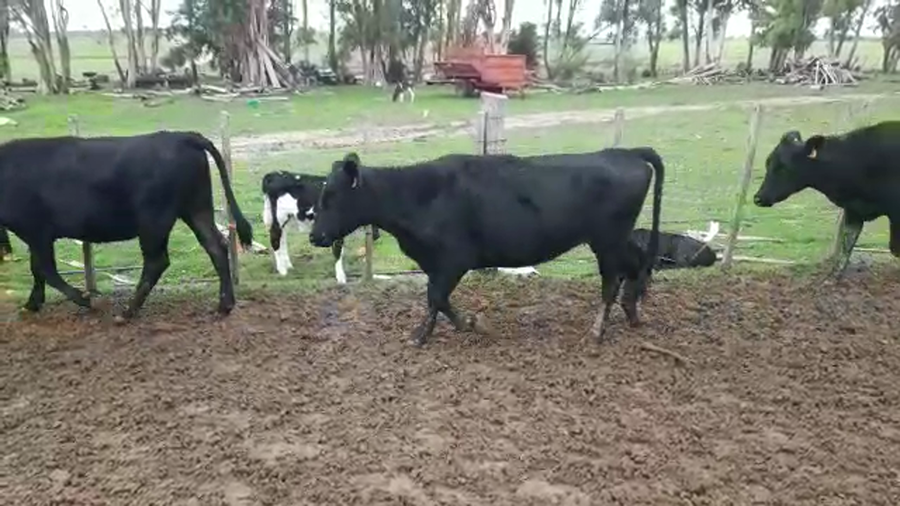 Lote Vaquillonas 1 a 2 Años