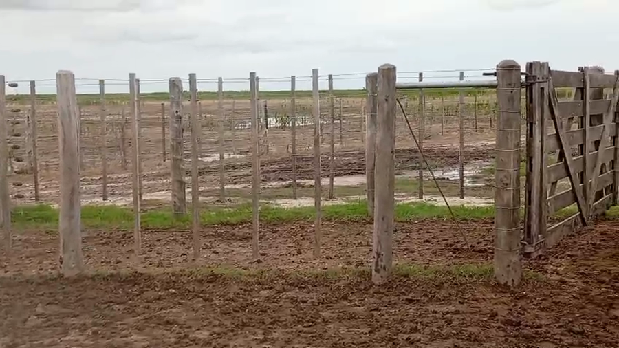 Lote 55 Vacas de invernar