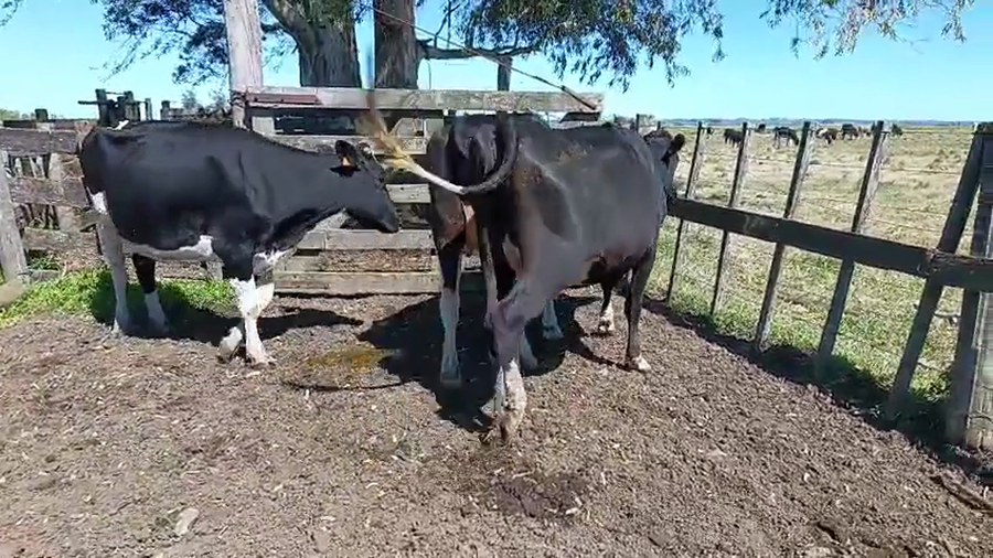 Lote 3 Vaquillonas  a remate en Pantalla Camy 500kg - , San José