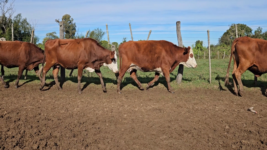 Lote 45 Vacas CUT preñadas en Corrientes, Goya