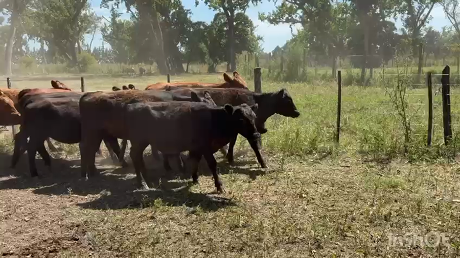 Lote 34 Terneras