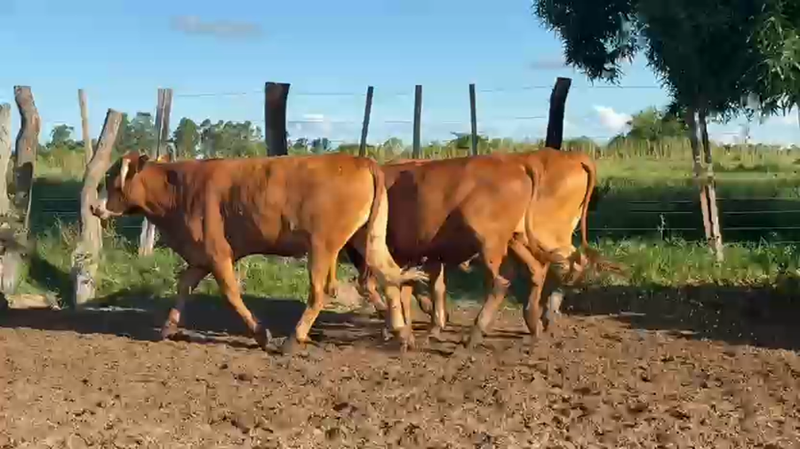 Lote 124 Novillos