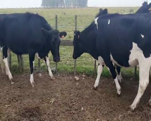 Lote 4 Vaquillonas  HOLANDO 450kg - , San José