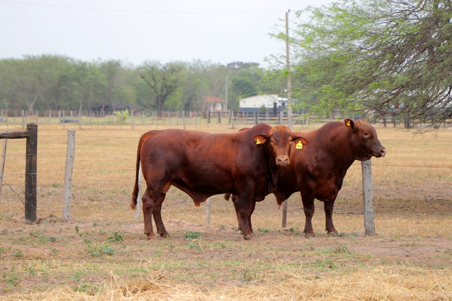 Lote TOROS