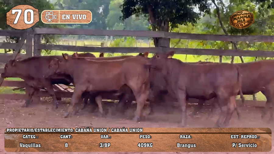 Lote LOTE 70 -EN VIVO