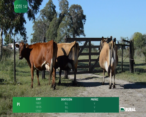 Lote VACAS  EN PRODUCCIÓN