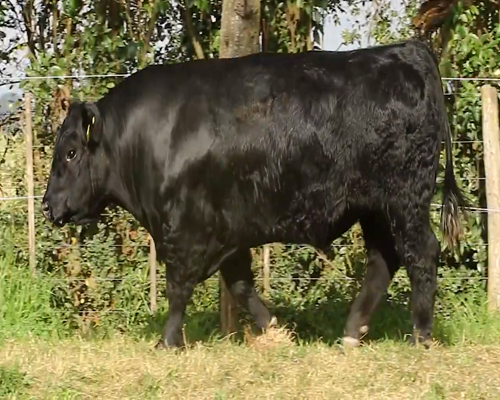 Lote TOROS PURO DE PEDRIGREE