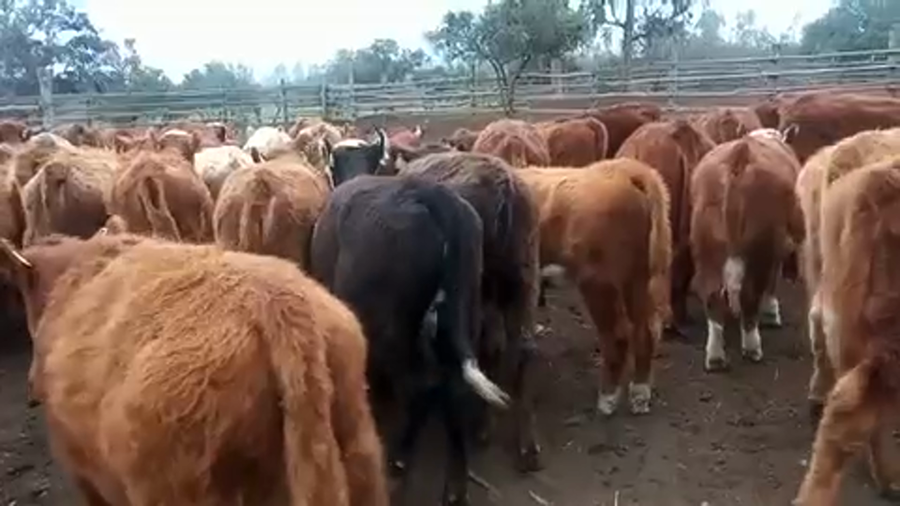 Lote 65 Ternera en Puchuncaví, V  Región Valparaíso