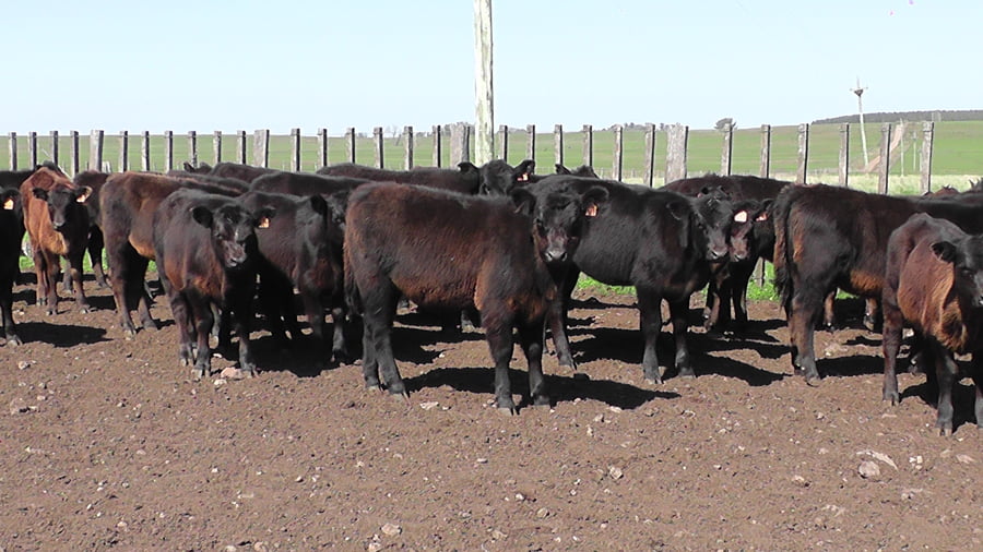 Lote 35 Terneras Aberdeen Angus