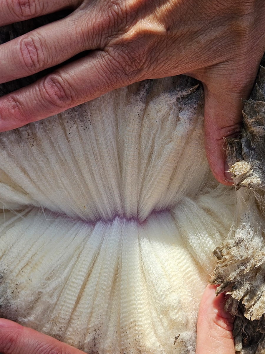 Lote (Vendido)Carneros a remate en Subasta Online - Nambi Guasu, Lavalleja