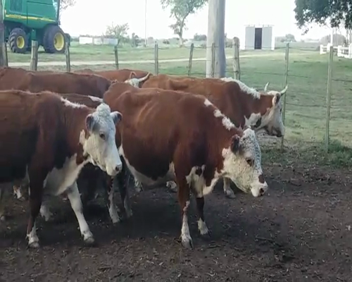 Lote (Vendido)12 Vaquillonas Vacas Preñadas HE en OMBUES DE LAVALLE