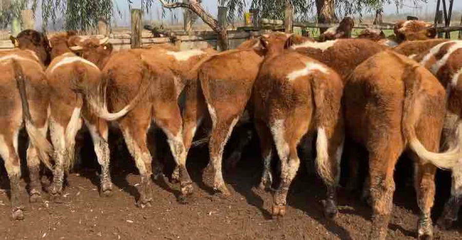 Lote 50 Novillo Engorda en María Pinto, Región Metropolitana