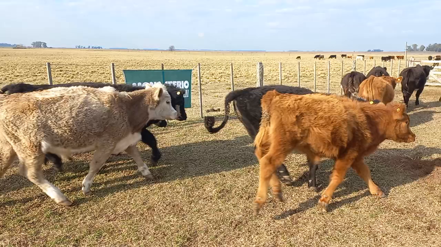 Lote 24 Terneros/as en Daireaux