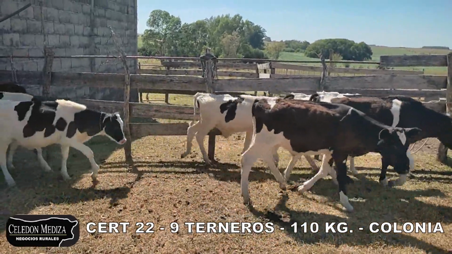 Lote 9 Terneros en Colonia