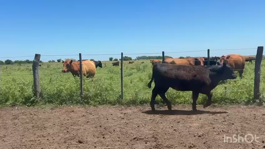 Lote 52 Terneras