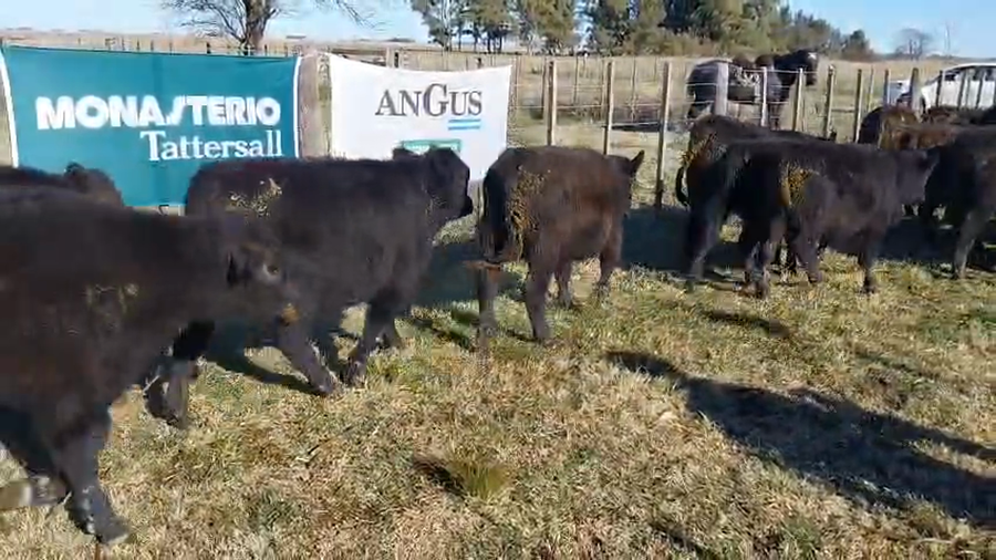 Lote 60 Terneras EN ARBOLEDAS