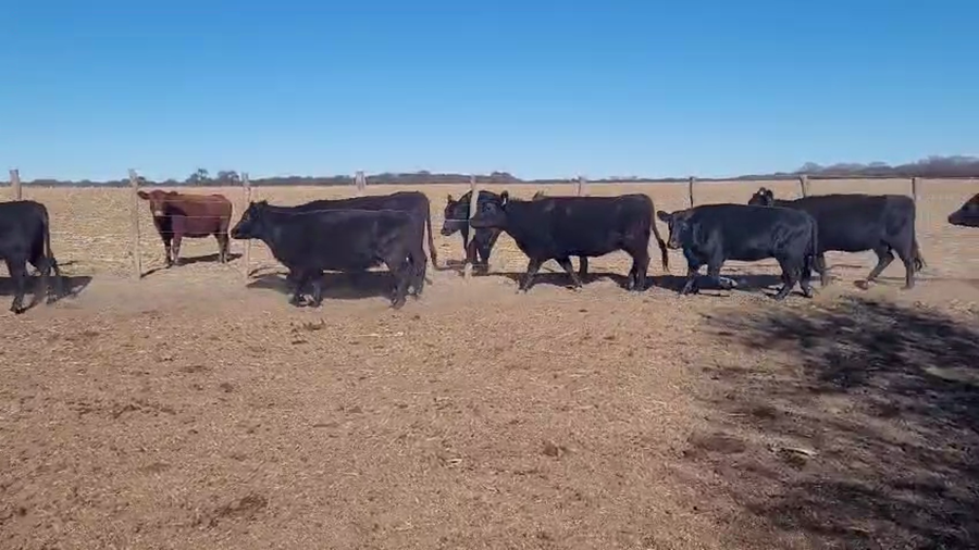 Lote Vacas Nuevas Negras