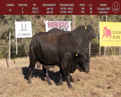 Lote TOROS BRANGUS DE CABAÑA LA TURINGIA