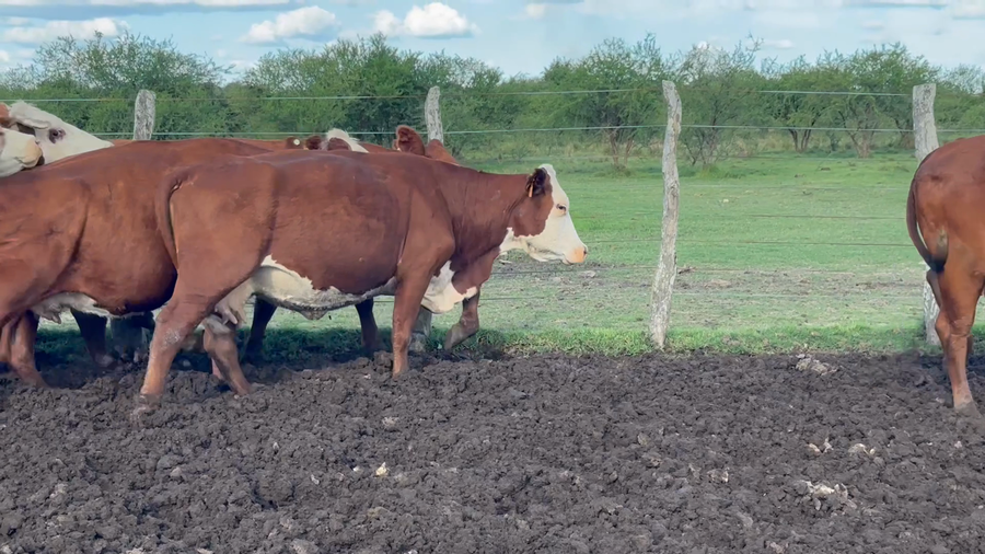 Lote 43 Vacas de invernar en Corrientes, Curuzu Cuatia