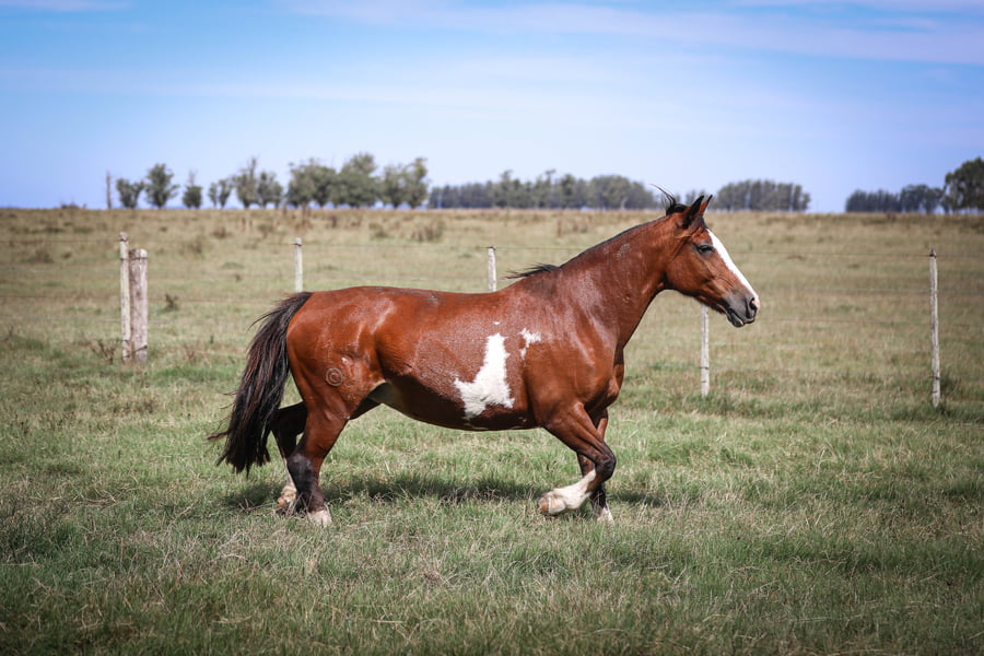 Lote Cicuta Laguna Negra