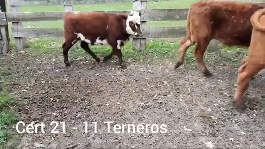 Lote TERNEROS