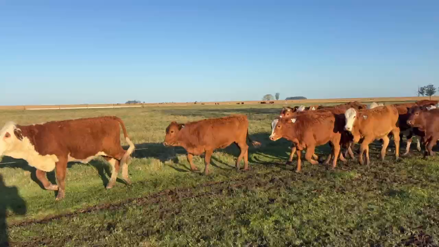 Lote 72 Terneras en Corrientes, Goya