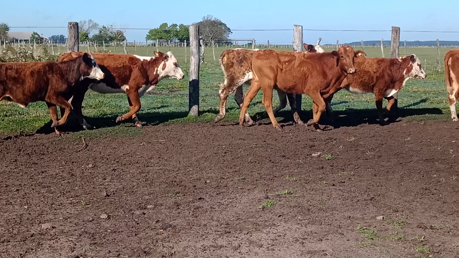 Lote 80 Terneras en Corrientes, Mariano I. Loza