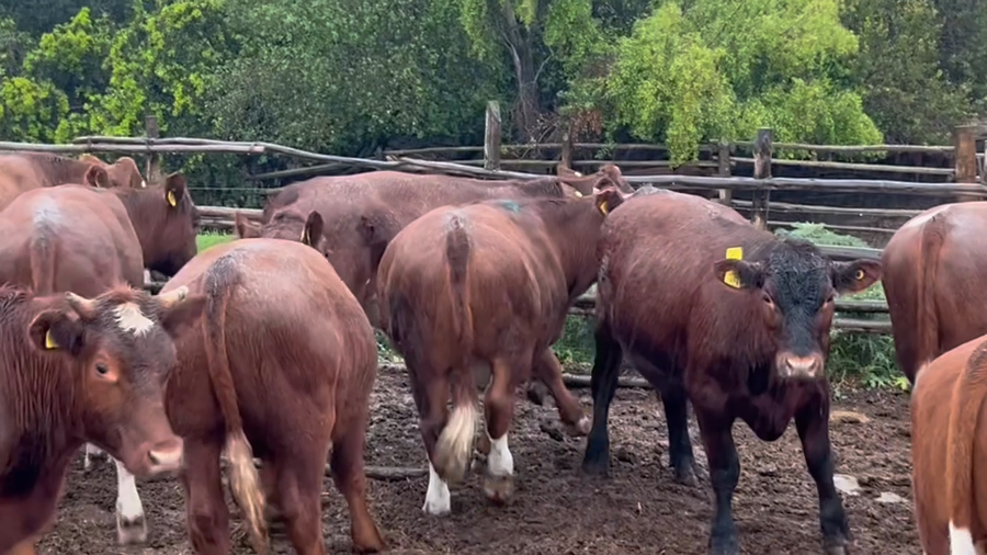 Lote 40 Novillo Engorda en Algarrobo, V  Región Valparaíso