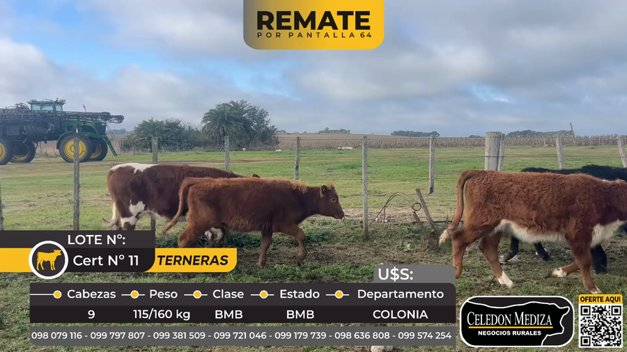 Lote 9 Terneras en Ruta 106 a 6 km de ruta 22 Colonia