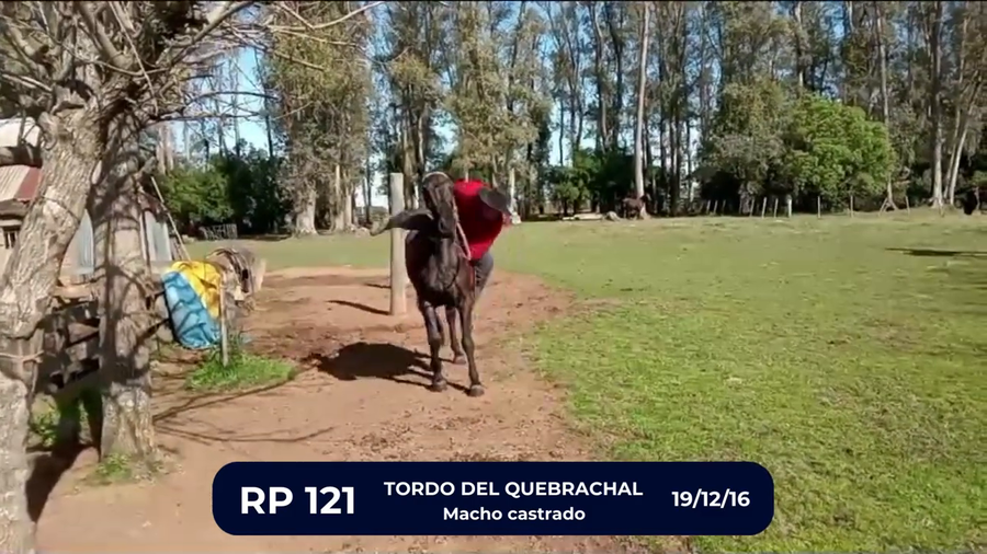 Lote TORDO DEL QUEBRACHAL