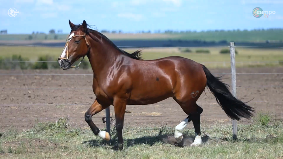 Lote LA ROSADA NINJA ll