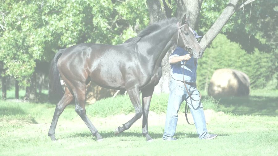Lote VENGAN Y VEAN (MANIPULATOR  -  VAN DEL TALA) EN TRAINING