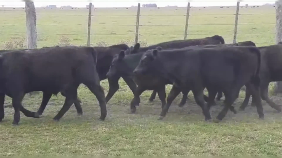 Lote 75 TERNS. MACHOS, RAUCH, PCIA. DE BS. AS.