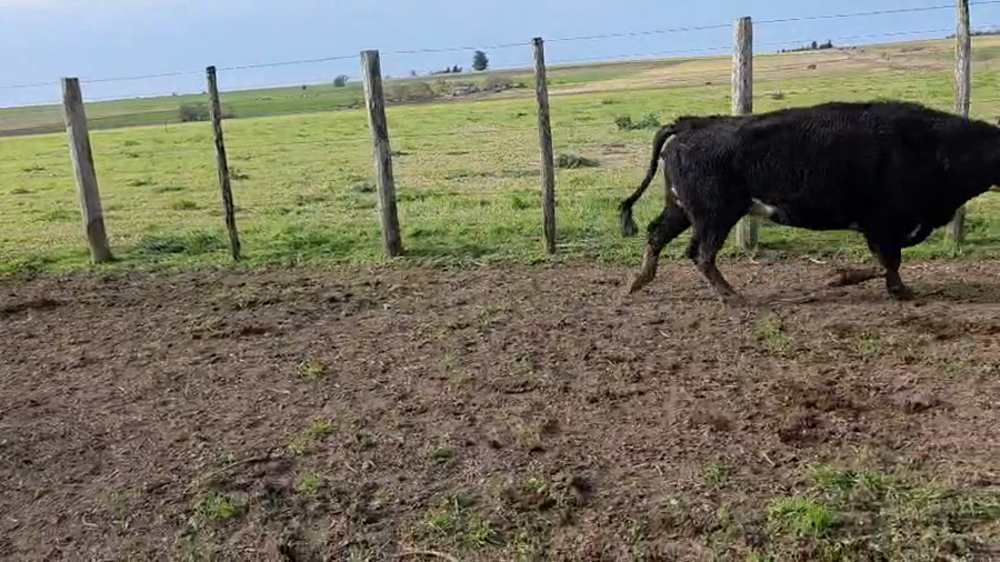 Lote 30 Vientres preñados y con cría en Entre Ríos, Victoria