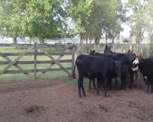 Lote 18 Terneros/as en San Vicente, Buenos Aires