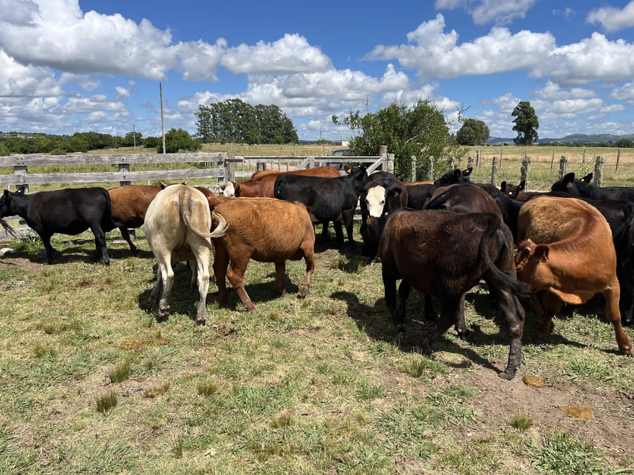 Lote vaquillonas 1 a 2