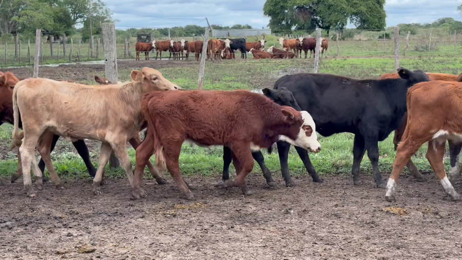 Lote 80 Terneras