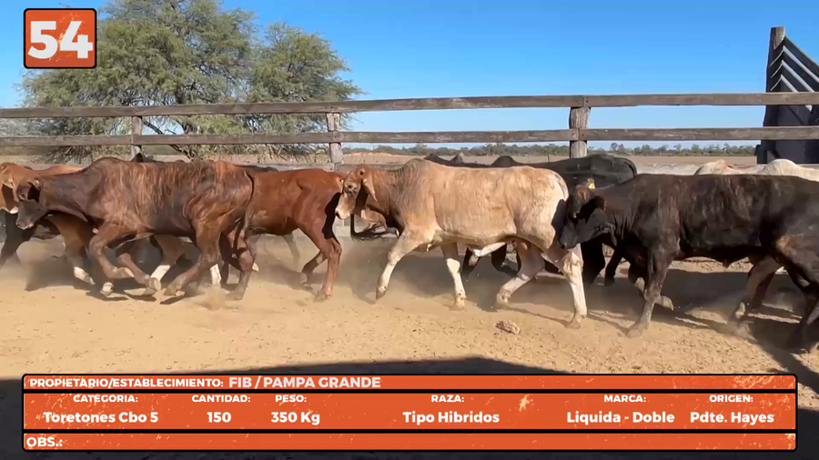 Lote LOTE 54