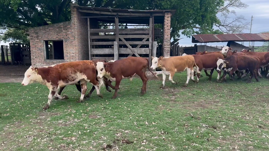 Lote 100 Terneros en Corrientes, San Roque