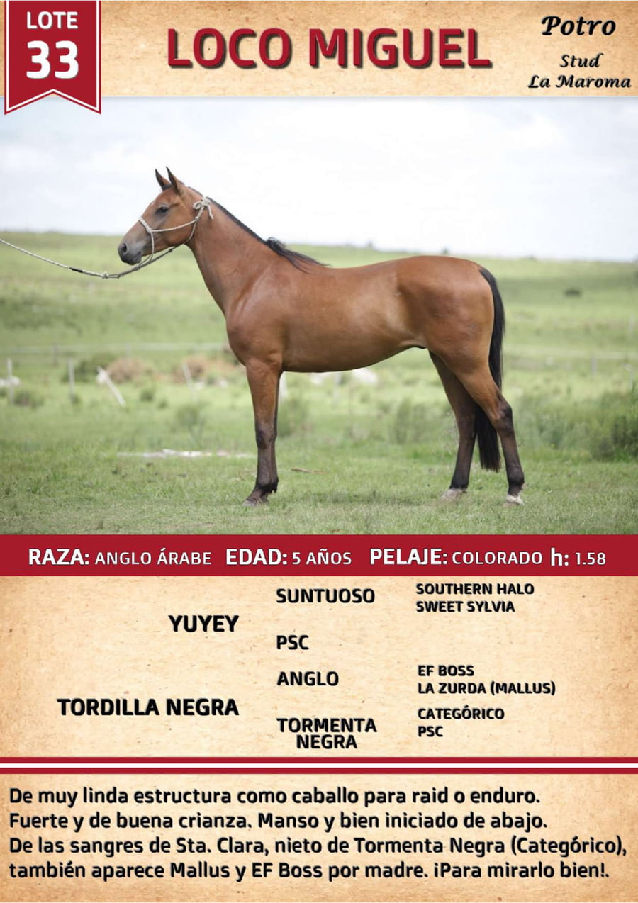 Lote LOCO MIGUEL