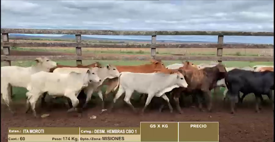 Lote 22º Entre Martillos - Lote 6