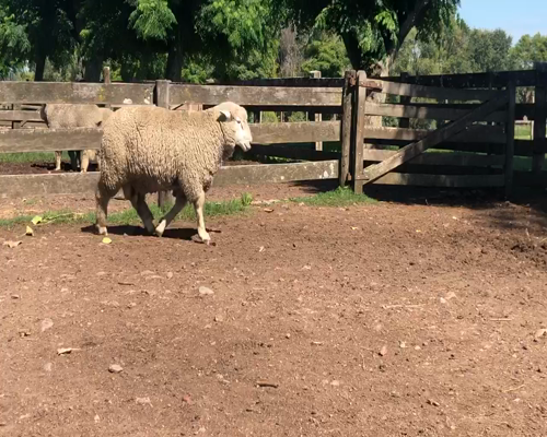 Lote 1 Borregos en Cerro Largo, Cerro Largo