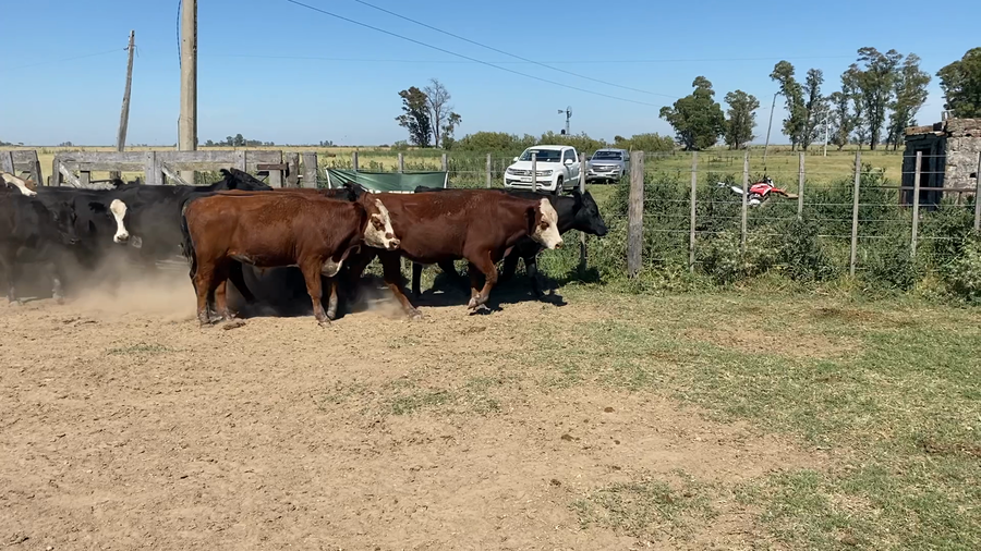 Lote 52 Novillitos y Vaquillonas en Gral. Villegas