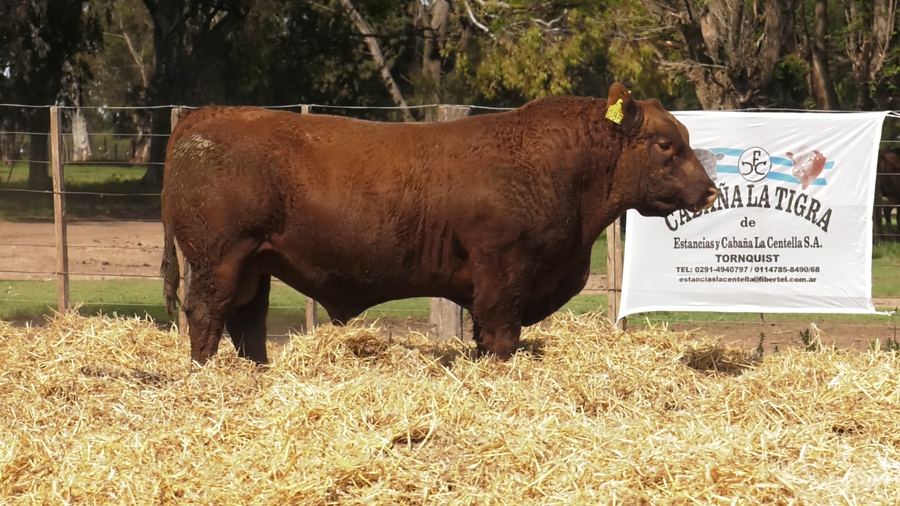Lote TOROS PUROS CONTROLADOS