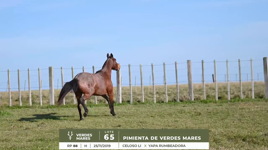 Lote PIMIENTA DE VERDES MARES